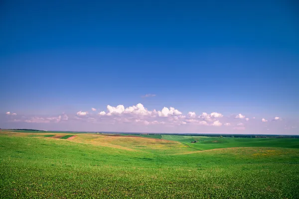 Campo verde bajo cielo azul — Foto de Stock