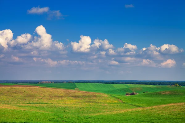 Zelené pole pod modrou oblohou — Stock fotografie