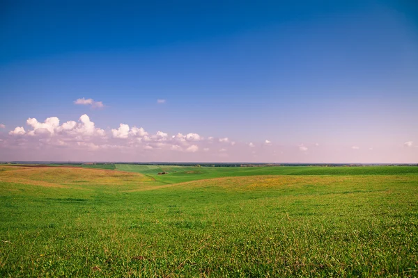 Zelené pole pod modrou oblohou — Stock fotografie
