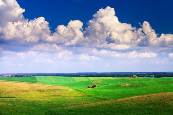 青空の下の緑の野 — ストック写真