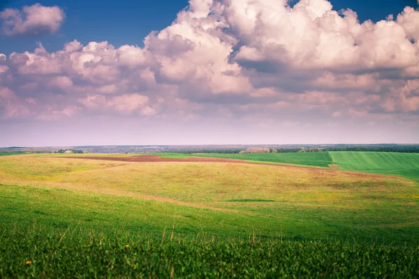 Grönt fält med blå himmel — Stockfoto