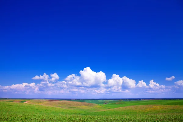 青空の下の緑の野 — ストック写真