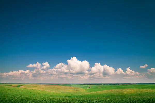 Green grass under blue sky — Stock Photo, Image