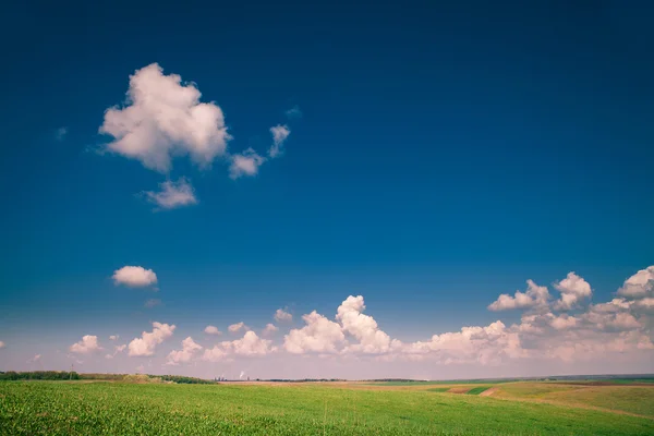 Green grass under blue sky — Stock Photo, Image