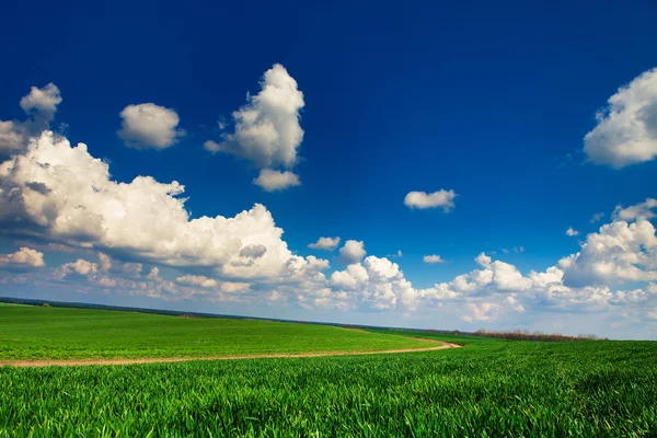 Grüne Wiese mit blauem Himmel — Stockfoto