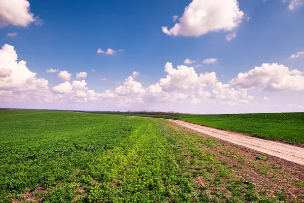 Campo verde con cielo blu — Foto Stock