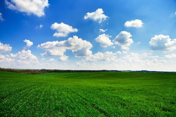 Green field with blue heaven — Stock Photo, Image