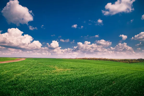 Campo verde con cielo azul — Foto de Stock