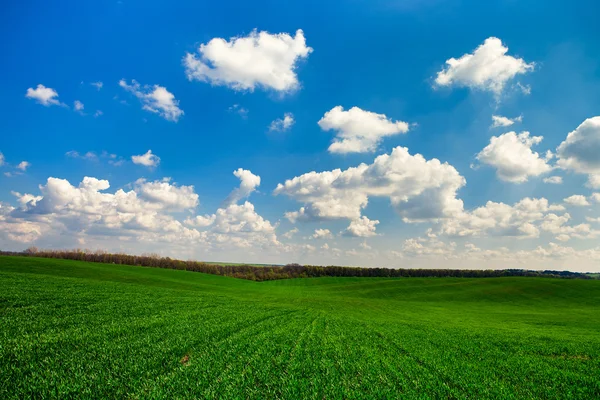 Groen veld met blauwe hemel — Stockfoto