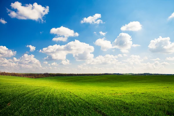 Hierba verde bajo el cielo azul — Foto de Stock