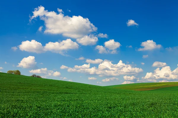 Campo verde con cielo blu — Foto Stock