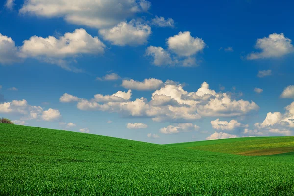 Campo verde con cielo blu — Foto Stock