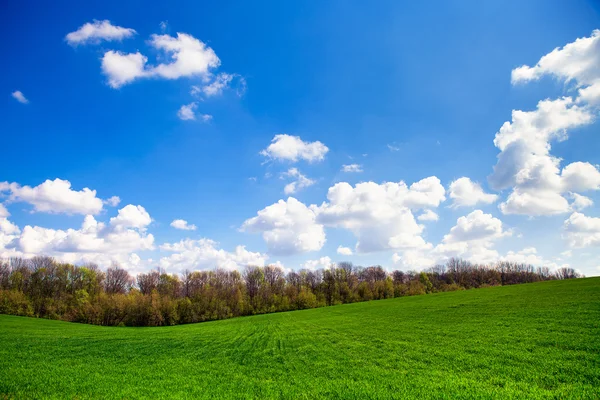 绿色的田野、 蓝色天堂 — 图库照片