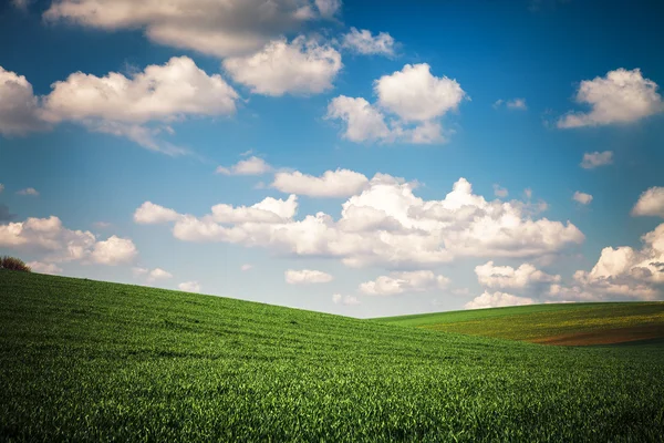 Zielona trawa pod błękitnym niebem — Zdjęcie stockowe