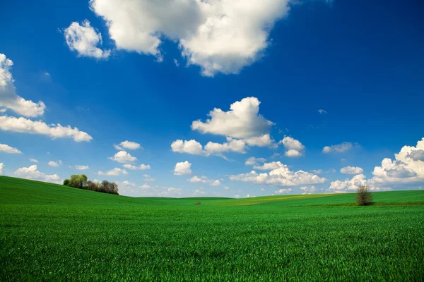 Green grass under blue sky — Stock Photo, Image