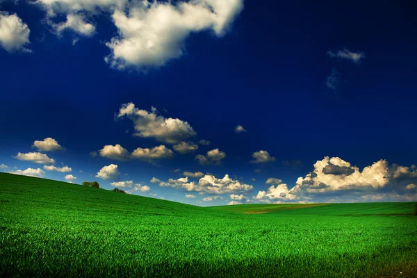 Grüne Wiese mit blauem Himmel — Stockfoto