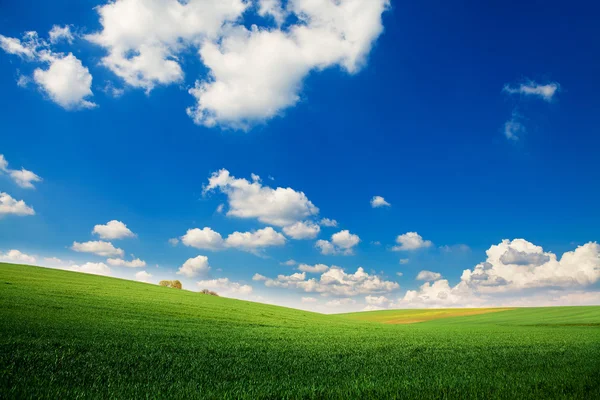 Grönt gräs under blå himmel — Stockfoto