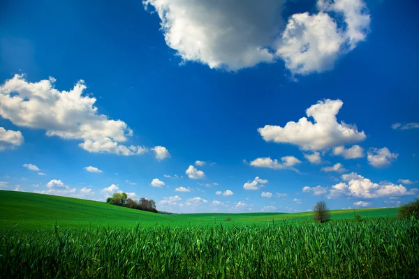 Green field with blue heaven — Stock Photo, Image