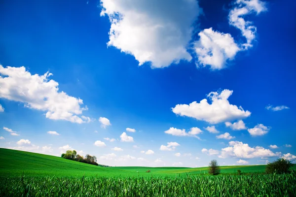 Zelené pole s modré nebe — Stock fotografie