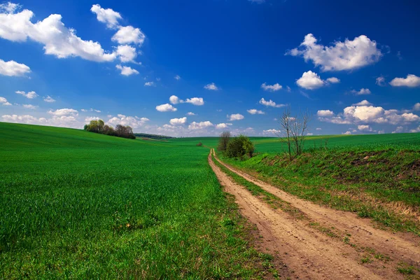 Green field with blue heaven — Stock Photo, Image