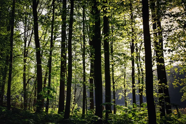 Groen bos — Stockfoto