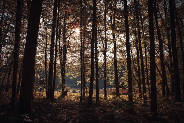 Green forest — Stock Photo, Image