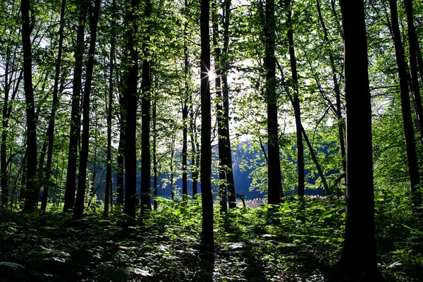 Groen bos — Stockfoto