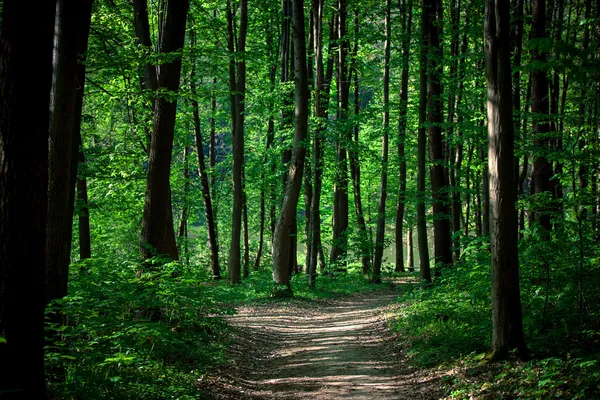 Prachtige groene woud — Stockfoto