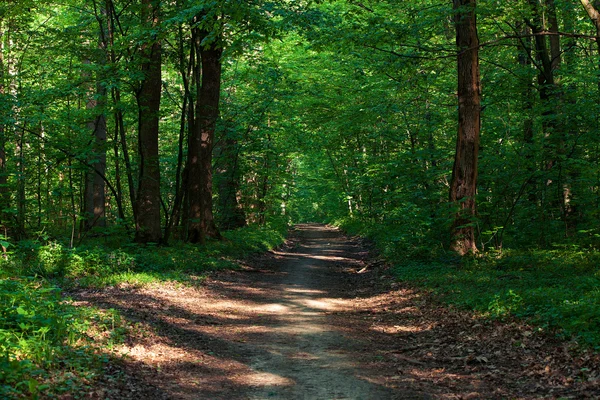 Pfad im grünen Wald — Stockfoto