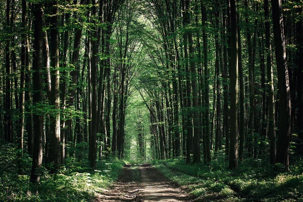 Vejen i grøn skov - Stock-foto