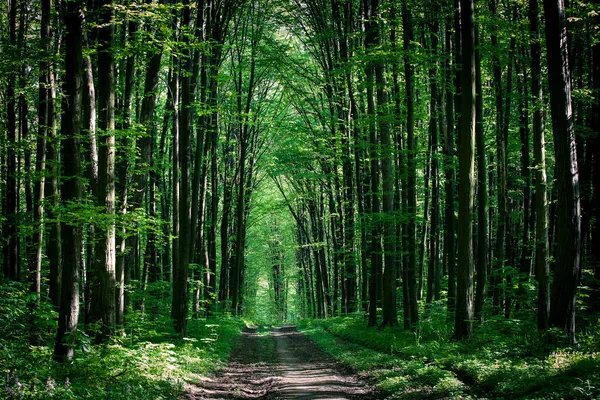 Pathway in green forest — Stock Photo, Image