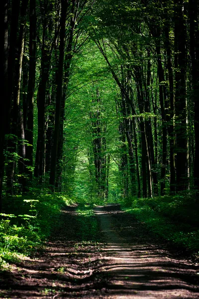 Pad in groen bos — Stockfoto