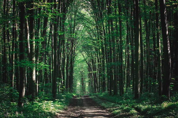 Pathway in green forest — Stock Photo, Image