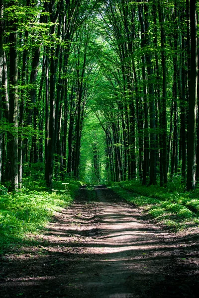 绿林中的路径 — 图库照片