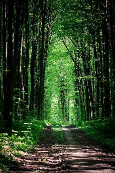 Sentiero nella foresta verde — Foto Stock