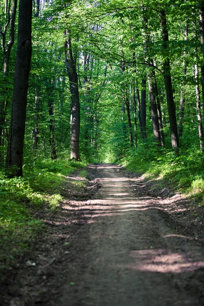 Pfad im grünen Wald — Stockfoto