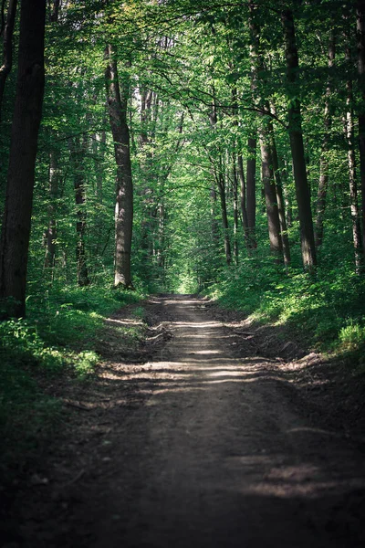 Chemin dans la forêt verte — Photo