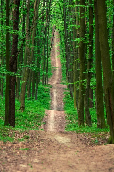 푸른 숲으로 들어가는 길 — 스톡 사진