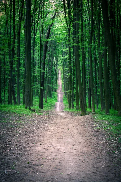 Chemin dans la forêt verte — Photo