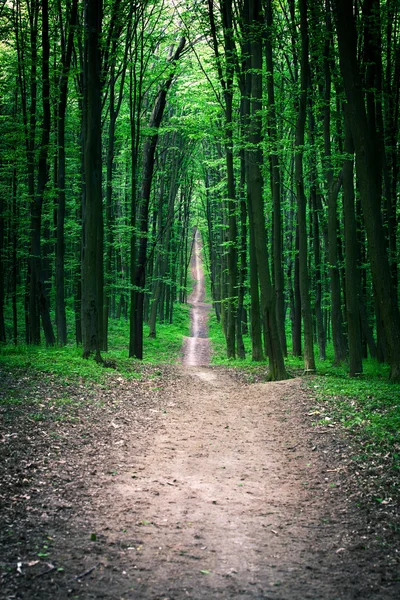 Pfad im grünen Wald — Stockfoto