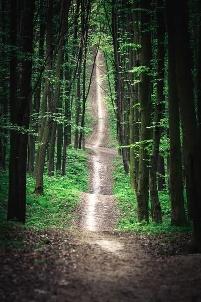 Pathway in green forest — Stock Photo, Image
