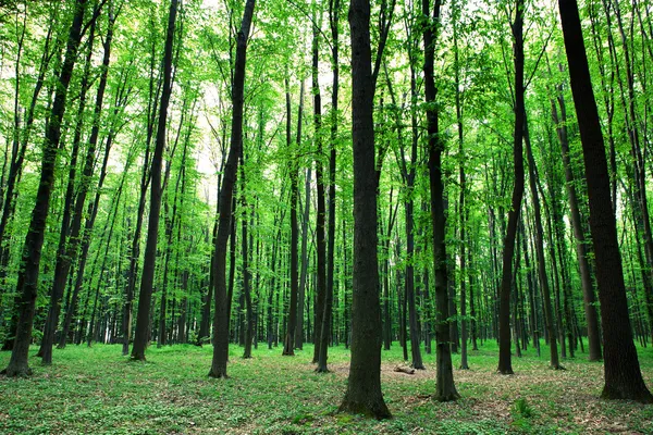 Groen bos — Stockfoto