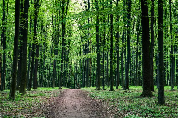 Caminho na floresta verde — Fotografia de Stock