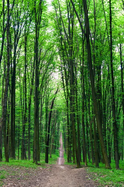 Pfad im grünen Wald — Stockfoto