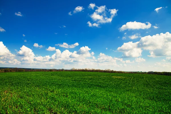 Campo verde con cielo blu Immagine Stock