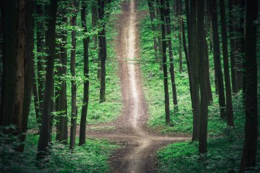 Yeşil ormandaki patika