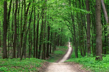 Yeşil ormandaki patika