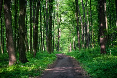 Yeşil ormandaki patika