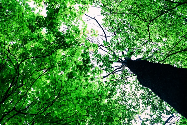 Bos bomen — Stockfoto