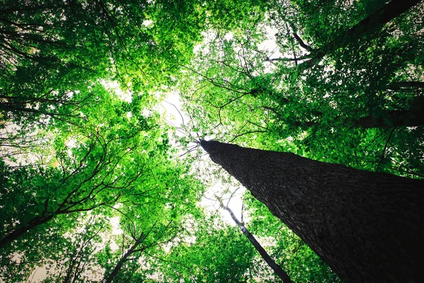 Forest trees — Stock Photo, Image